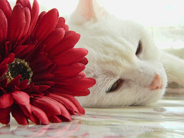 新王在焦土上证明王座，福克斯41分击沉快船，但洛杉矶人掀翻马刺完成宣言